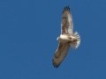 Ferruginous Hawk