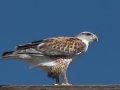 Ferruginous Hawk