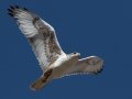 Ferruginous Hawk