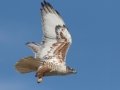 Ferruginous Hawk