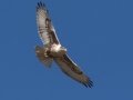Ferruginous Hawk