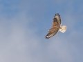 Ferruginous Hawk