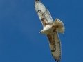 Ferruginous Hawk