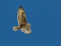 Ferruginous Hawk