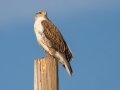 Ferruginous Hawk - Rangeland Rd., Ramona