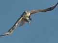 Ferruginous Hawk