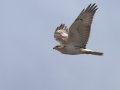 Ferruginous Hawk