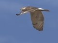 Ferruginous Hawk