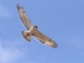 Ferruginous Hawk