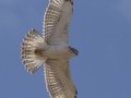 Ferruginous Hawk