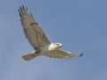Ferruginous Hawk