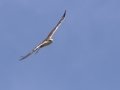 Ferruginous Hawk