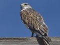 Ferruginous Hawk