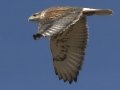 Ferruginous Hawk