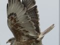 Ferruginous Hawk