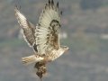 Ferruginous Hawk