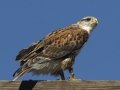 Ferruginous Hawk