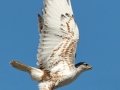Ferruginous Hawk