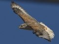 Ferruginous Hawk
