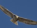 Ferruginous Hawk