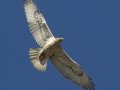 Ferruginous Hawk