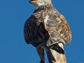 Ferruginous Hawk
