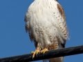 Ferruginous Hawk
