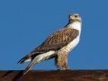 Ferruginous Hawk