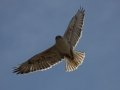 Ferruginous Hawk