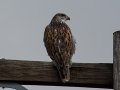Ferruginous Hawk