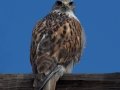 Ferruginous Hawk