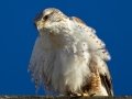 Ferruginous Hawk