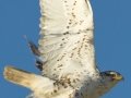 Ferruginous Hawk