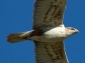 Ferruginous Hawk