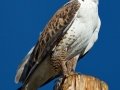 Ferruginous Hawk
