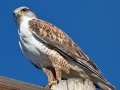 Ferruginous Hawk