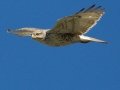 Ferruginous Hawk