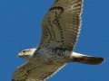 Ferruginous Hawk