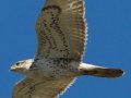 Ferruginous Hawk