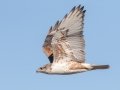 Ferruginous Hawk