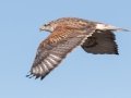 Ferruginous Hawk