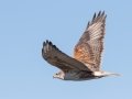 Ferruginous Hawk