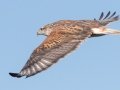 Ferruginous Hawk