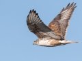 Ferruginous Hawk