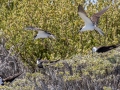 Sooty Terns - Dry Tortugas NP - Garden Key - Monroe County, May 1, 2022