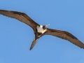 Magnificent Frigatebird - Dry Tortugas NP - Garden Key - Monroe County, May 1, 2022