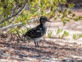 Sooty Tern - Dry Tortugas NP - Garden Key - Monroe County, May 1, 2022