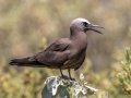 Brown Noddy- Dry Tortugas NP - Garden Key - Monroe County,May 1, 2022