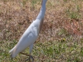 Cattle Egret- Dry Tortugas NP - Garden Key - Monroe County, May 1, 2022