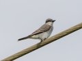 Gray Kingbird - Frog Pond WMA - Lucky Hammock - Miami-Dade County, April 29, 2022